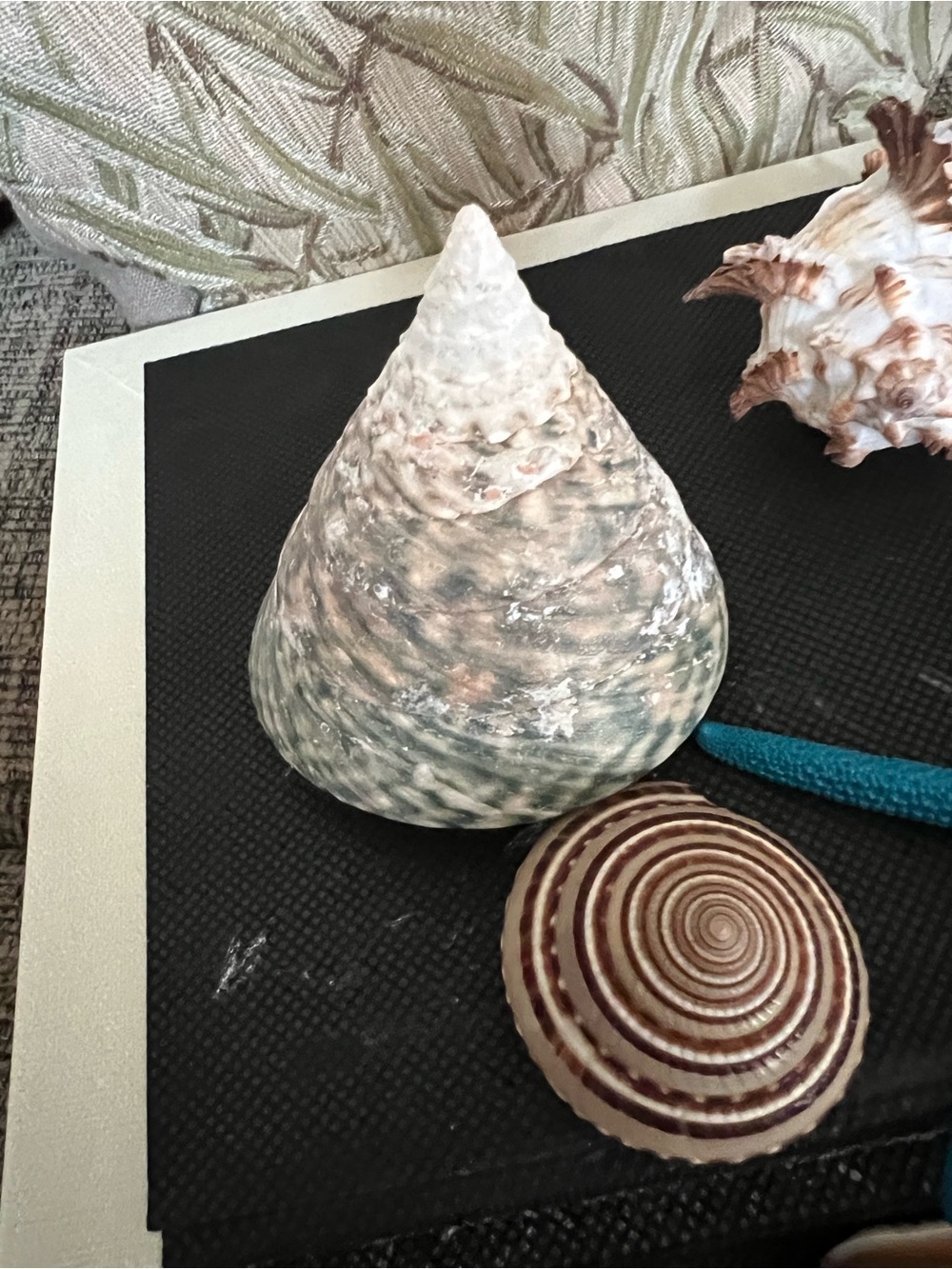 Shell Collection with Shell Box - Picture 4 of 8